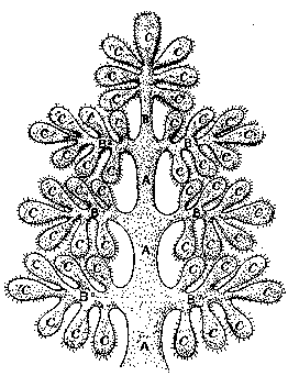 http://www.myshambhala.com/obitel/images/yuga_genealogical_tree.gif